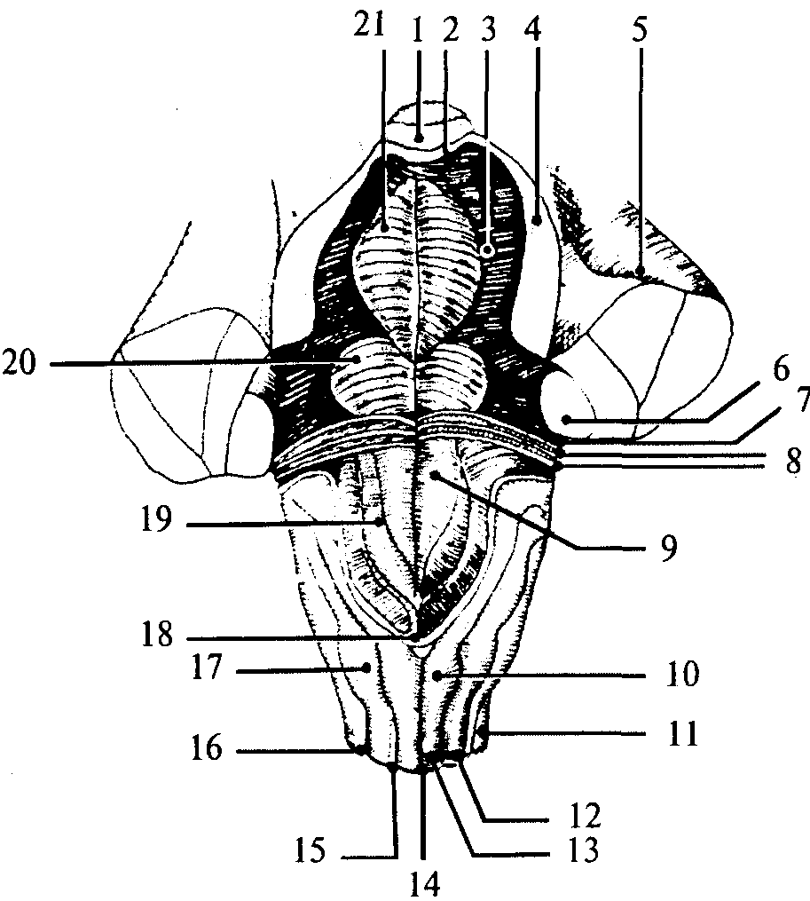 Дорсальной поверхности мозга. Верхний мозговой Парус анатомия. Дорсальная поверхность ствола мозга. Нижняя мозжечковая ножка продолговатый мозг. Верхний мозговой Парус мозжечка.