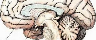 agenesis of the corpus callosum when it appears