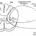 Альфа и гаммма-мотонейроны