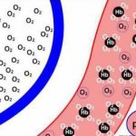 Alkalosis - what is it? Causes, symptoms and treatment of the disease 