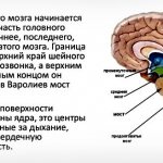 Anatomical structure