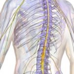 Анатомия и физиология спинного мозга