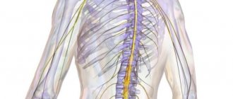 Anatomy and physiology of the spinal cord