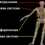 Human central and peripheral nervous systems