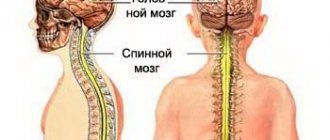 Центральная нервная