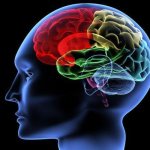 человеческий мозг