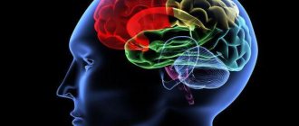 human brain