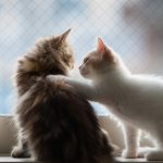 A person who sympathizes is called