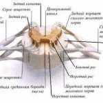 What happens if the spinal cord is damaged. Spinal cord lesions 