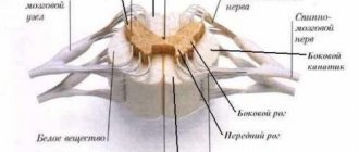 What happens if the spinal cord is damaged. Spinal cord lesions