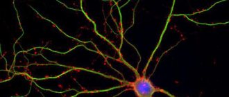 dendrites are