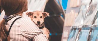 Девочка с собакой на руках