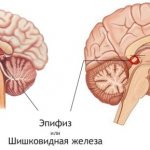 Epiphysis (pineal gland)