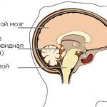 The pineal gland is one of the deep centers of the brain