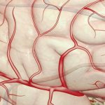 Ginos instructions for use reviews