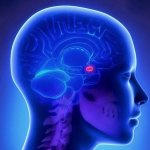 Гипофиз головного мозга - отклонения и нарушения функций, симптомы недостатка