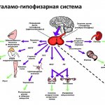 hypothalamus structure