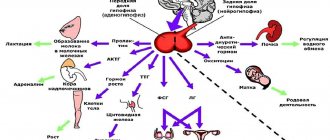 гипоталамус строение