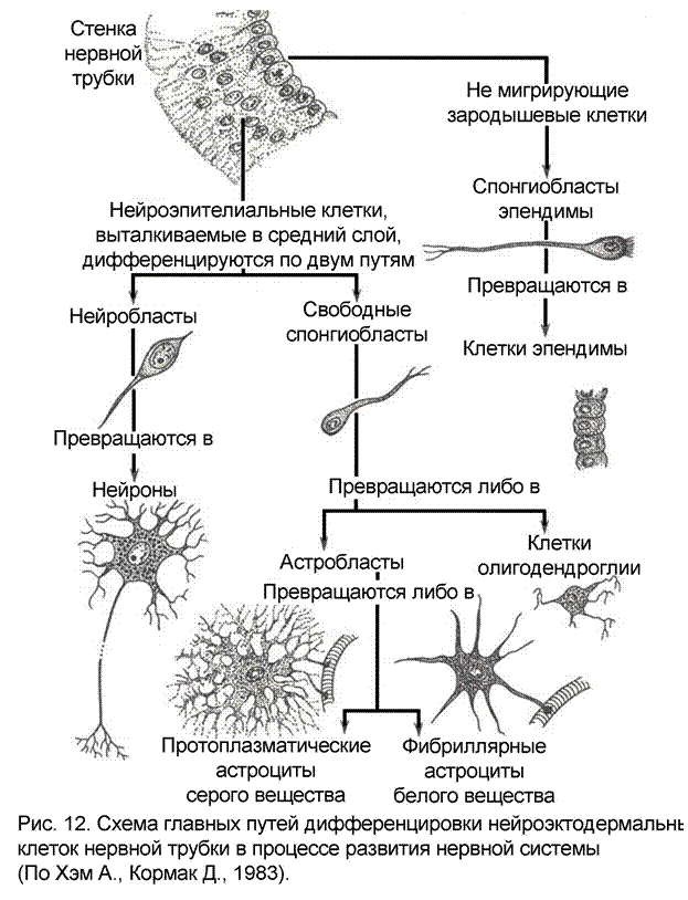 Разновидности глии схема