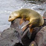 What do antidepressant withdrawal symptoms look like?