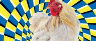Как загипнотизировать курицу. Магия для каждого: как загипнотизировать курицу