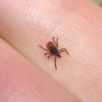 black legged tick