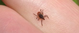 black legged tick