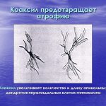 Коаксил действие