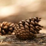 red pine cones medicinal properties for stroke