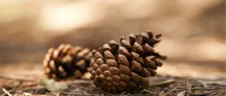 красные сосновые шишки лечебные свойства при инсульте