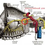крылонебный узел