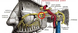 pterygopalatine ganglion
