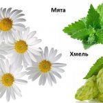 Лечебные травы