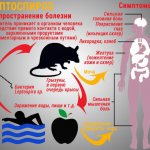 Leptospirosis symptoms