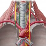Левый возвратный гортанный нерв
