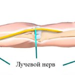 Radial nerve of the arm