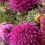 Масло расторопши