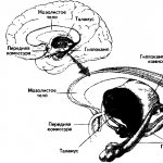 Interhemispheric asymmetry
