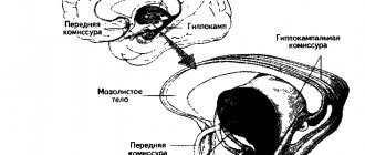 Межполушарная асимметрия