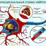 миелиновая оболочка
