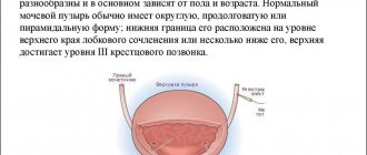 bladder