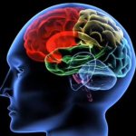 мозг человека