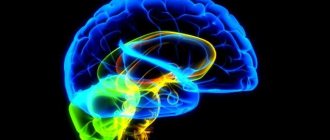 brain