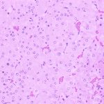 kidney medulla under a microscope