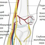 Nerves of the tibia