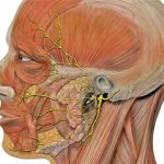 Nerves of the human skull