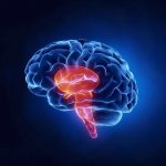 nicergoline reviews analogues