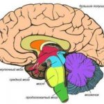 отделы головного мозга