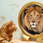 paraphrenic syndrome