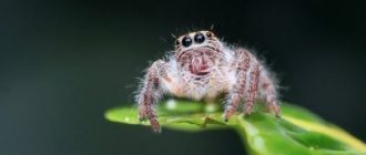 Spider